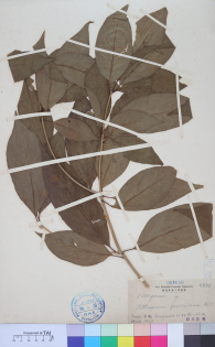 Specimen thumbnail